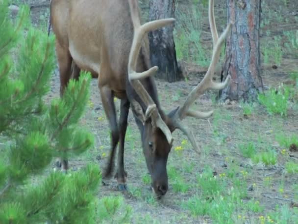 Elk in the Rocky Mountains Colorado — Αρχείο Βίντεο